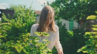 Genç kız kırsalda frenk üzümü topluyor..