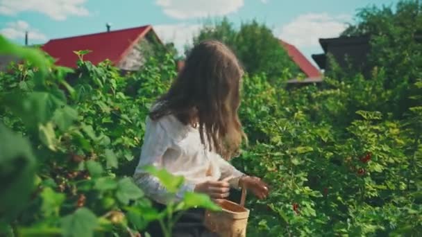 Tween Girl Collects Red Currants Country — Stock Video