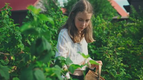 Tween Girl Collects Red Currants Country — Stock Video