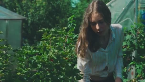 Tween Meisje Verzamelt Rode Bessen Het Land — Stockvideo