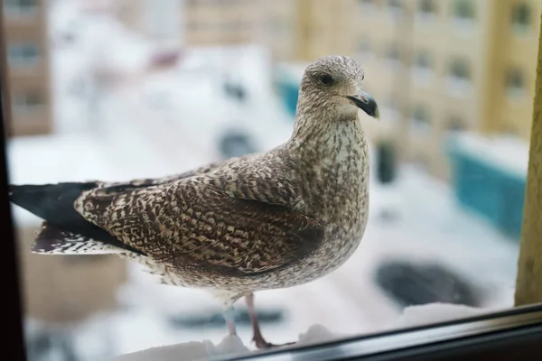 Gaviota Curiosa Pie Alféizar Ventana — Foto de Stock