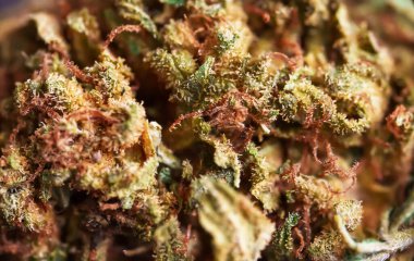 Esrar çiçeğinin mikroskop altında makro ayrıntıları.