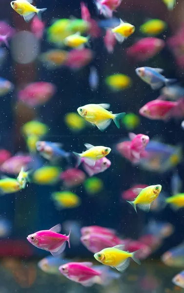 Aquarium Different Colored Glofish Gymnocorymbus Ternetzi — Stock Photo, Image