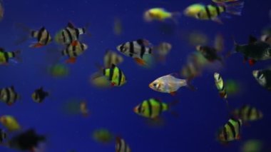 Kaplan iğnesi ya da akvaryumdaki Sumatra iğnesi. Puntigrus tetrazona.