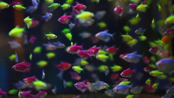 Aquário Com Diferentes Glofish Coloridos Gymnocorymbus Ternetzi — Vídeo de Stock