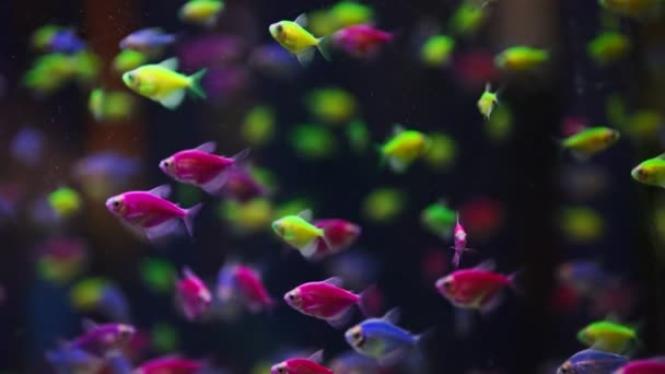 Acquario Con Diversi Colori Glofish Palestra Ternetzi — Video Stock