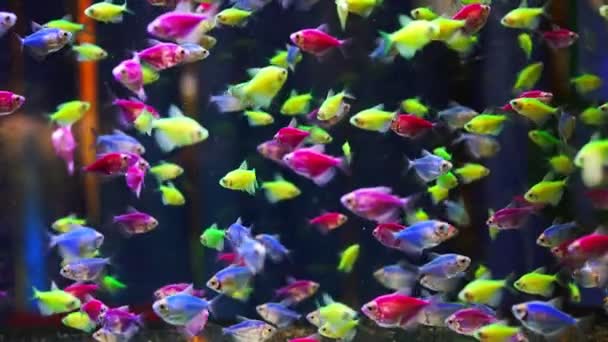 Aquarium Different Colored Glofish Gymnocorymbus Ternetzi — Stock Video