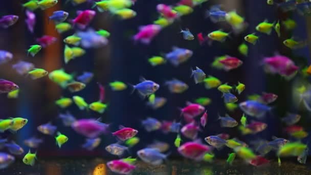 Aquarium Different Colored Glofish Gymnocorymbus Ternetzi — Stock Video