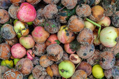 Çürük elmaların yakın plan görüntüsü.