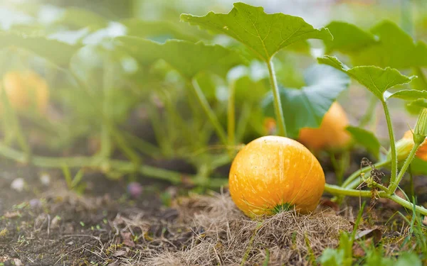 Young Yellow Pumpkin Plant Garden Bed — Stock Photo, Image