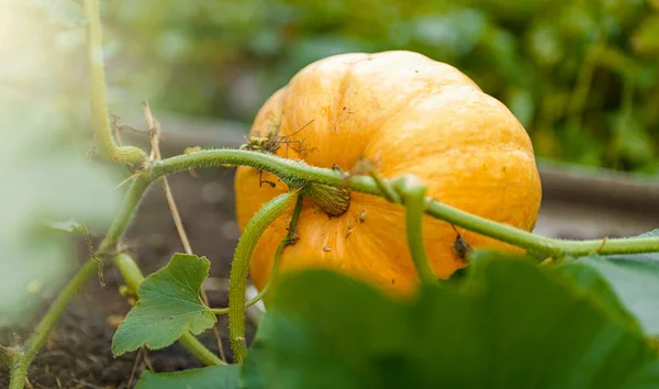 Yellow Pumpkin Plant Garden Bed — Stock Photo, Image