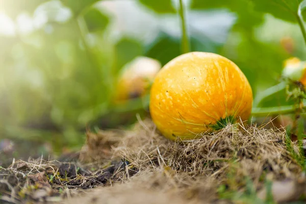 Ung Gul Pumpa Växt Trädgården Sängen — Stockfoto