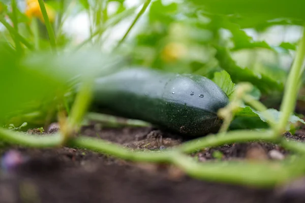 Vegetable Marrow Plant Garden Bed — Stock Photo, Image