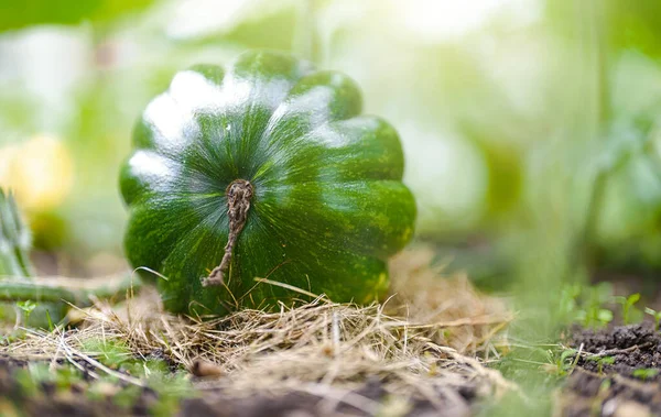 Young Green Pumpkin Plant Garden Bed — Stock Photo, Image