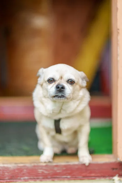 Viejo Perro Sienta Porche Casa Dacha —  Fotos de Stock