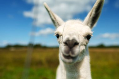 Yaz otlağındaki bir lama portresi.