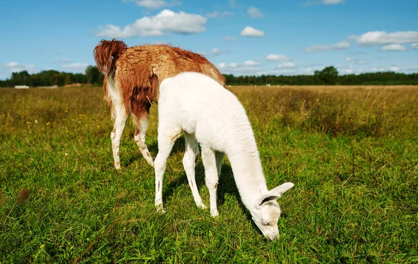 Lamas Wypasu Łące Lecie — Zdjęcie stockowe