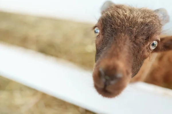 Portrait Cute Funny Lamb Paddock — Stock Photo, Image