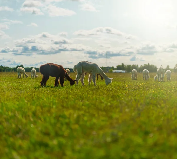 Molti Alpaca Pascolano Nel Prato Estate — Foto Stock