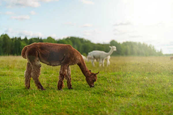 Många Alpacas Betar Ängen Sommaren — Stockfoto