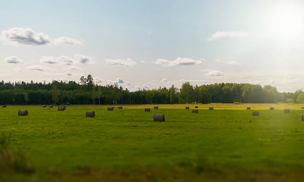 夏天种满干草堆的麦田 — 图库照片