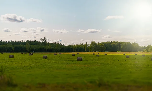 Champ Blé Avec Meules Foin Été — Photo