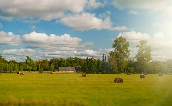 Wheat Field Haystacks Summer — Stock Photo, Image