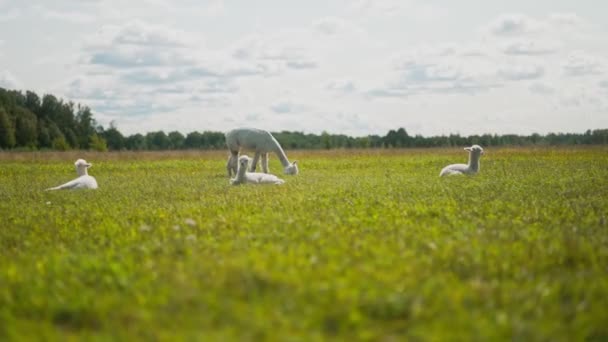 Muitos Alpacas Pastam Prado Verão — Vídeo de Stock