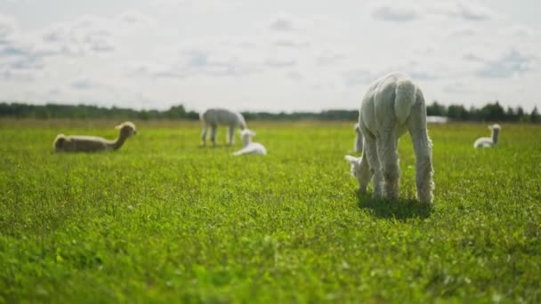 Viele Alpakas Grasen Sommer Auf Der Wiese — Stockvideo