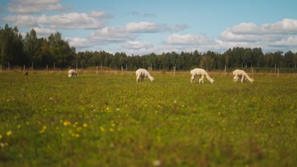 Muchas Alpacas Pastan Prado Verano — Vídeos de Stock