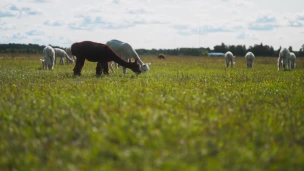 Viele Alpakas Grasen Sommer Auf Der Wiese — Stockvideo