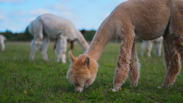 Alpaca Τρώει Γρασίδι Ένα Καλοκαιρινό Λιβάδι — Αρχείο Βίντεο