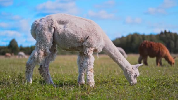 Alpakas Fressen Gras Auf Einer Sommerwiese — Stockvideo
