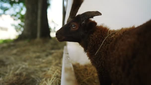Porträt Eines Süßen Lustigen Lammes Auf Der Koppel — Stockvideo