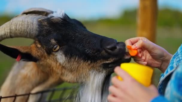 Alimentación Cabra Linda Paddock — Vídeos de Stock