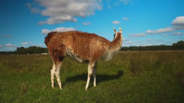 Porträt Eines Lamas Auf Einer Sommerwiese — Stockvideo