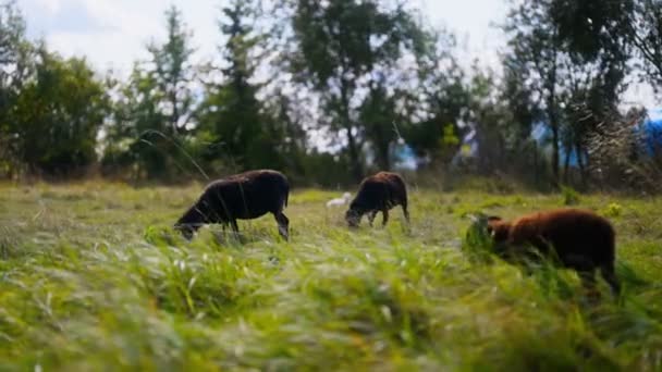 夏の牧草地で羊の放牧 — ストック動画