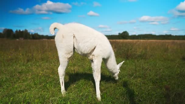 Porträt Eines Lamas Auf Einer Sommerwiese — Stockvideo