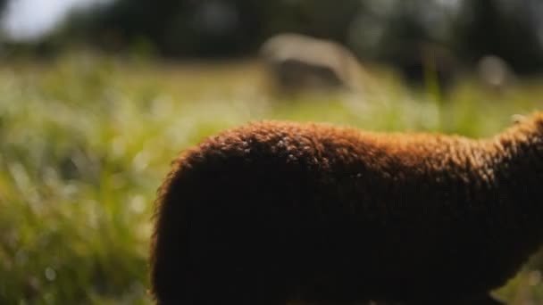 Pâturage Des Moutons Dans Prairie Été — Video