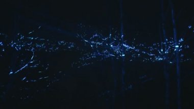 Ormanda gece lazeri gösterisi.