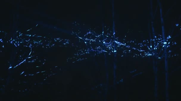 森林里的夜间激光表演 — 图库视频影像