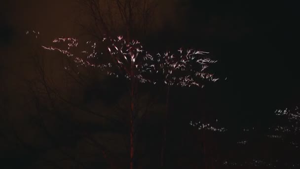 Nocny Pokaz Laserowy Lesie — Wideo stockowe