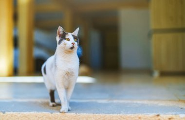 Sokakta oturan sevimli sokak kedisi.