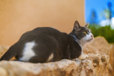 Sokakta oturan sevimli sokak kedisi.