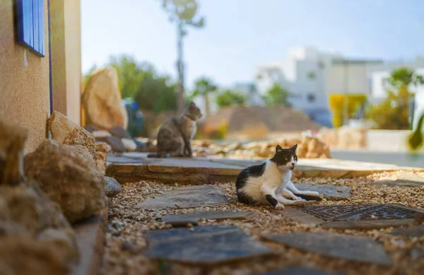 Streunende Süße Katzen Auf Der Straße — Stockfoto