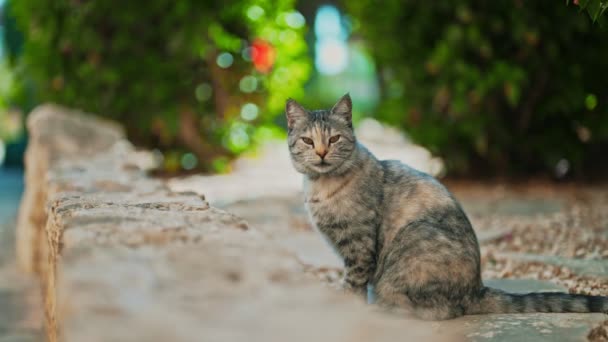 Stray Bonito Gato Sentado Rua — Vídeo de Stock