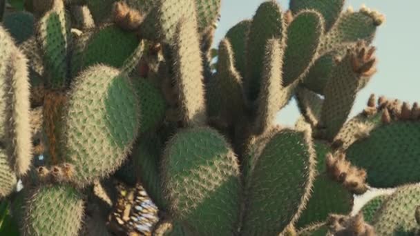 Sacco Cactus Spinosi Estate — Video Stock