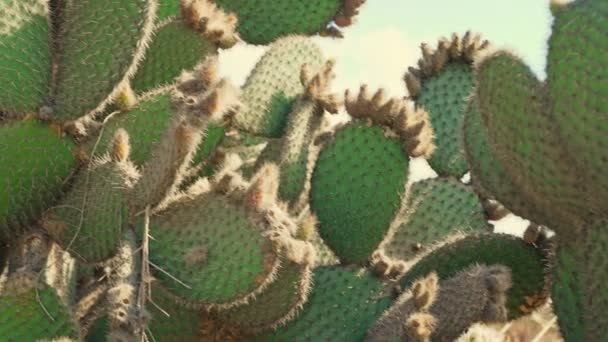 Sok Szúrós Kaktuszok Nyári Időszakban — Stock videók
