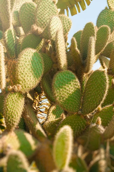 Beaucoup Cactus Épineux Été — Photo