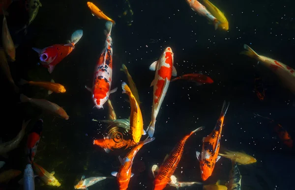 Mnóstwo Kolorowych Głodny Koi Ryb — Zdjęcie stockowe